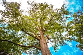 Best Tree Health Inspection  in Tuckahoe, NY