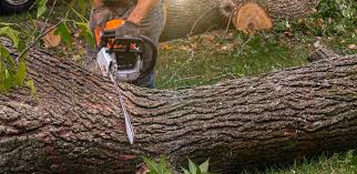 Professional Tree Services in Tuckahoe, NY