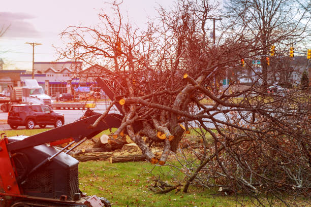 Best Seasonal Cleanup (Spring/Fall)  in Tuckahoe, NY