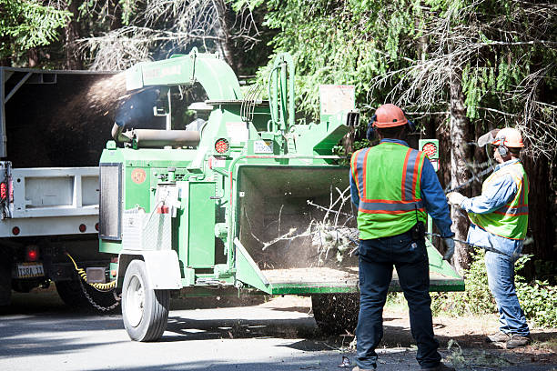 How Our Tree Care Process Works  in  Tuckahoe, NY