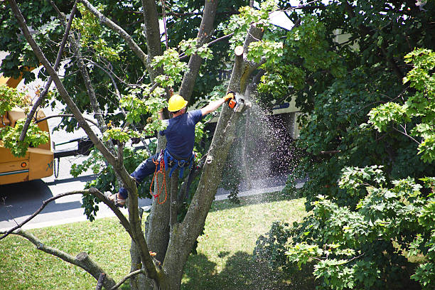 Best Tree Risk Assessment  in Tuckahoe, NY