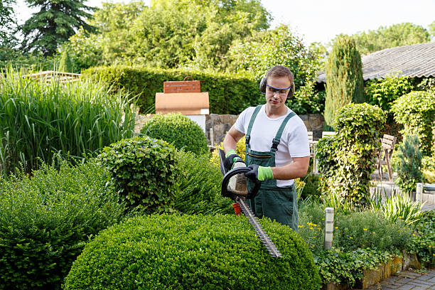 Best Tree Maintenance Programs  in Tuckahoe, NY